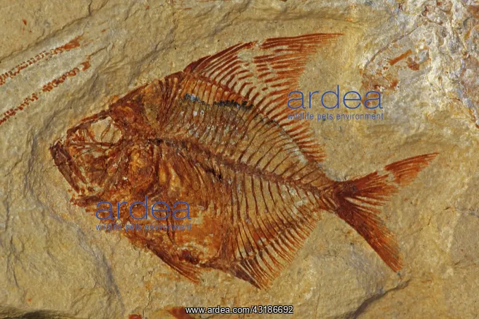 : Fossil Fish (Aipichthys velifer) - Cretaceous - : Fossil Fish (Aipichthys velifer) - Cretaceous -