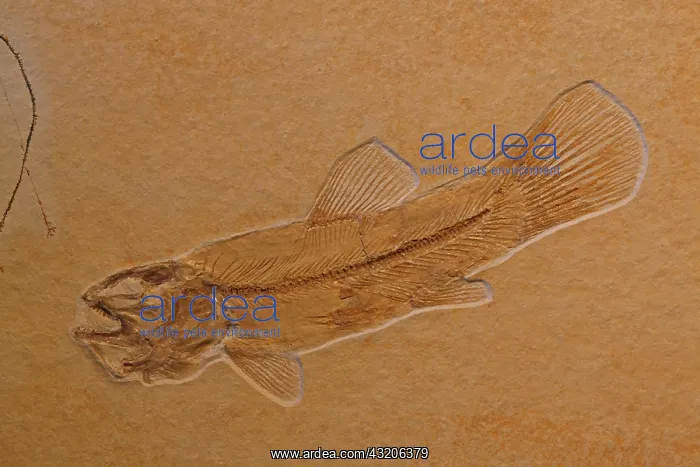 : Fossil fish - Ameopsis lepidota - Upper Triassic : Fossil fish - Ameopsis lepidota - Upper Triassic