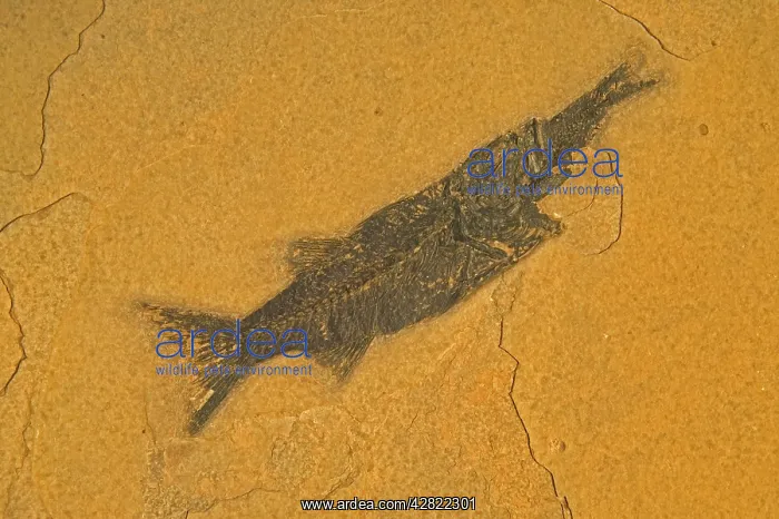 : Fossil - Fish. Aspiration : Fossil - Fish. Aspiration