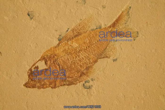 : Fossil - Fish. Cretaceous : Fossil - Fish. Cretaceous