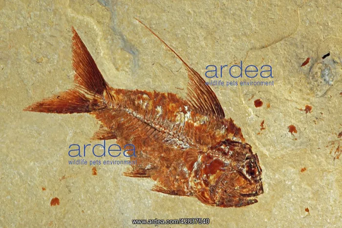 : Fossil Fish - Cretaceous - Lebanon : Fossil Fish - Cretaceous - Lebanon