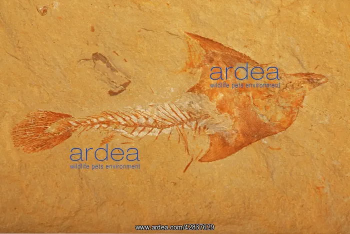 : Fossil fish - Cretaceous - Lebanon : Fossil fish - Cretaceous - Lebanon