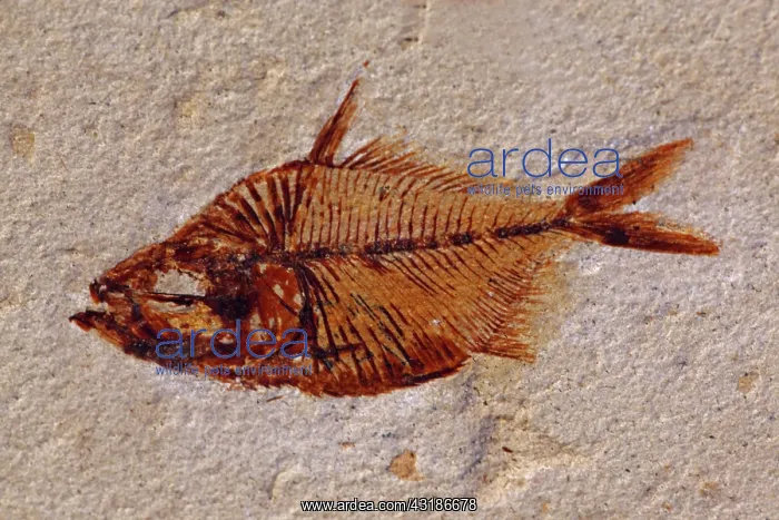 : Fossil Fish (Diplomystus) - Cretaceous - Lebanon : Fossil Fish (Diplomystus) - Cretaceous - Lebanon