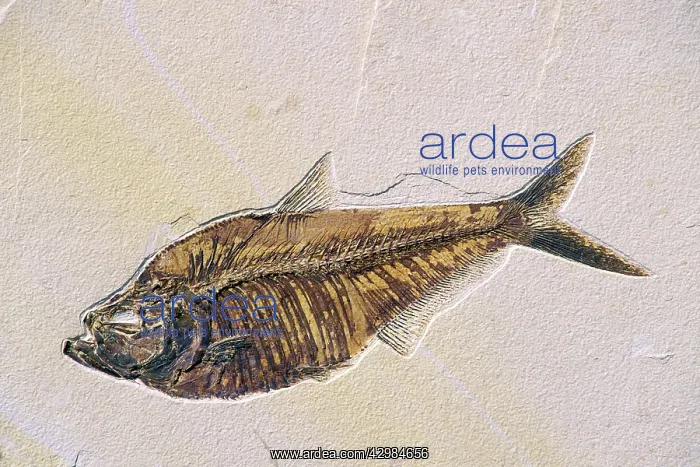 : Fossil fish - Diplomystus - Specimen length 35 : Fossil fish - Diplomystus - Specimen length 35