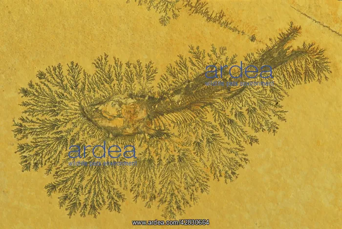 : Fossil Fish - Jurassic : Fossil Fish - Jurassic