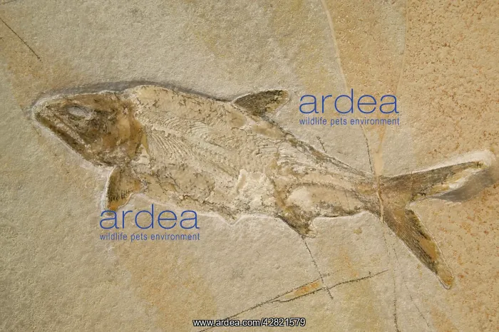 : Fossil Fish - Jurassic. Extinct species : Fossil Fish - Jurassic. Extinct species