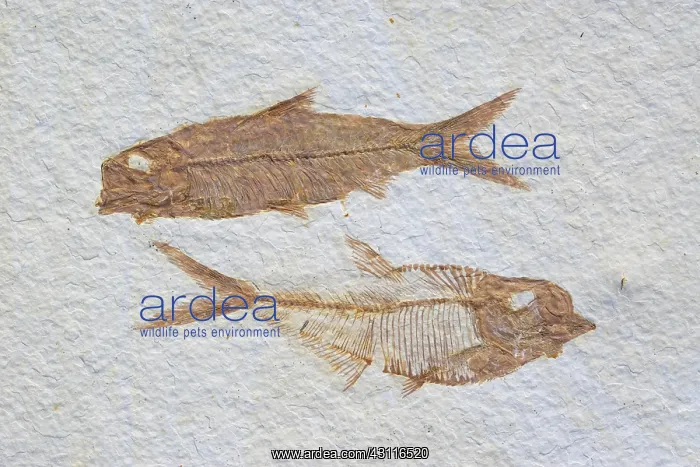 : Fossil Fish Knightia and Diplomystus : Fossil Fish Knightia and Diplomystus