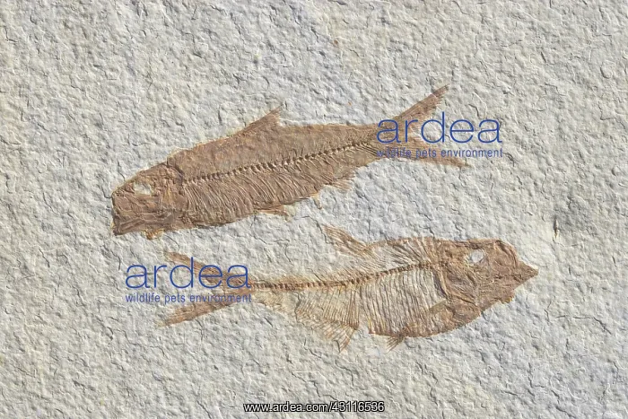 : Fossil Fish Knightia and Diplomystus : Fossil Fish Knightia and Diplomystus