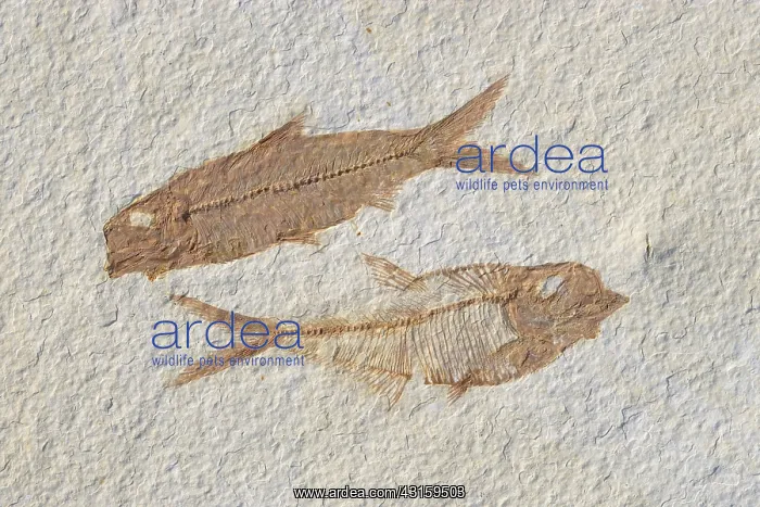 : Fossil Fish Knightia and Diplomystus : Fossil Fish Knightia and Diplomystus