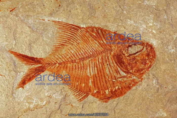  : Fossil fish - Lebanon - Cenozoic era