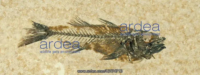 : Fossil Fish (Mioplosus labracoides) : Fossil Fish (Mioplosus labracoides)