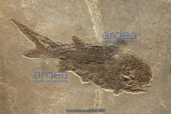 : Fossil fish - Permian - Germany - Actinopte : Fossil fish - Permian - Germany - Actinopte