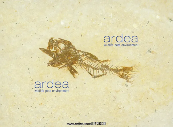 : Fossil Fish (Priscacara hypsacantha) : Fossil Fish (Priscacara hypsacantha)