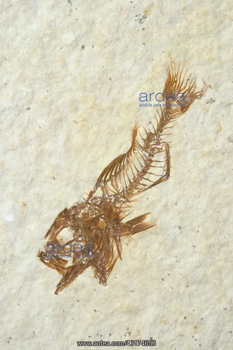 : Fossil Fish (Priscacara hypsacantha) : Fossil Fish (Priscacara hypsacantha)