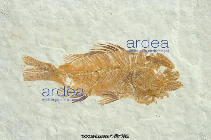 : Fossil Fish (Priscacara hypsacantha) : Fossil Fish (Priscacara hypsacantha)