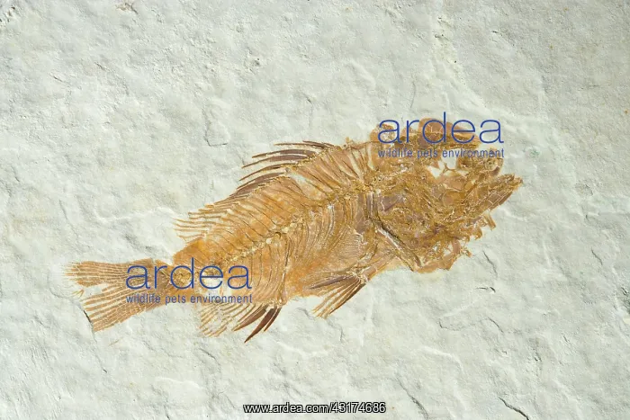 : Fossil Fish (Priscacara hypsacantha) : Fossil Fish (Priscacara hypsacantha)