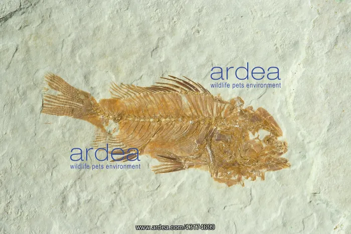 : Fossil Fish (Priscacara hypsacantha) : Fossil Fish (Priscacara hypsacantha)