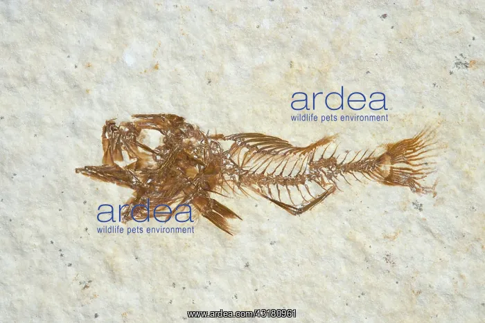 : Fossil Fish (Priscacara hypsacantha) : Fossil Fish (Priscacara hypsacantha)