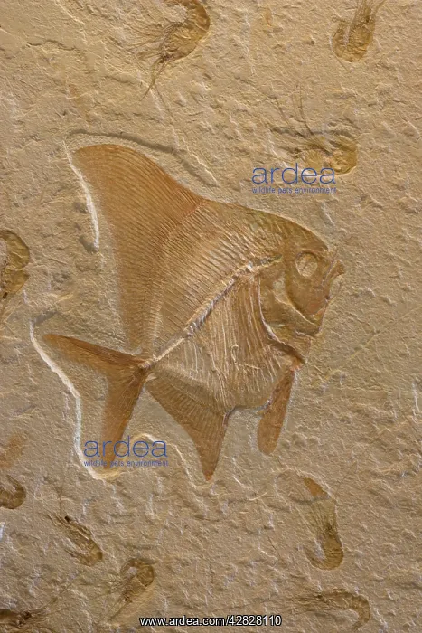 : Fossil Fish with Shrimp (Carpopenaus) : Fossil Fish with Shrimp (Carpopenaus)