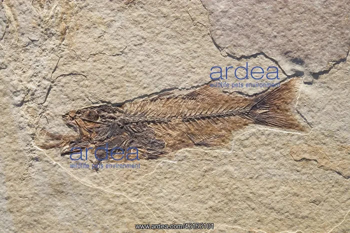 : Fossil of a Fish Swallowing Another Fish : Fossil of a Fish Swallowing Another Fish