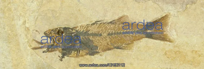 : Fossil of a Fish Swallowing Another Fish : Fossil of a Fish Swallowing Another Fish