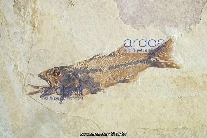 : Fossil of a Fish Swallowing Another Fish : Fossil of a Fish Swallowing Another Fish
