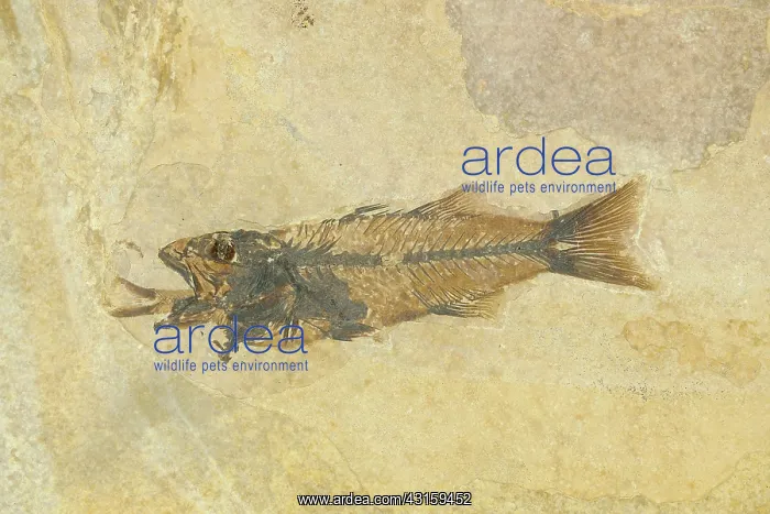 : Fossil of a Fish Swallowing Another Fish : Fossil of a Fish Swallowing Another Fish