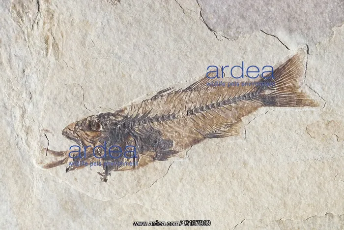: Fossil of a Fish Swallowing Another Fish : Fossil of a Fish Swallowing Another Fish