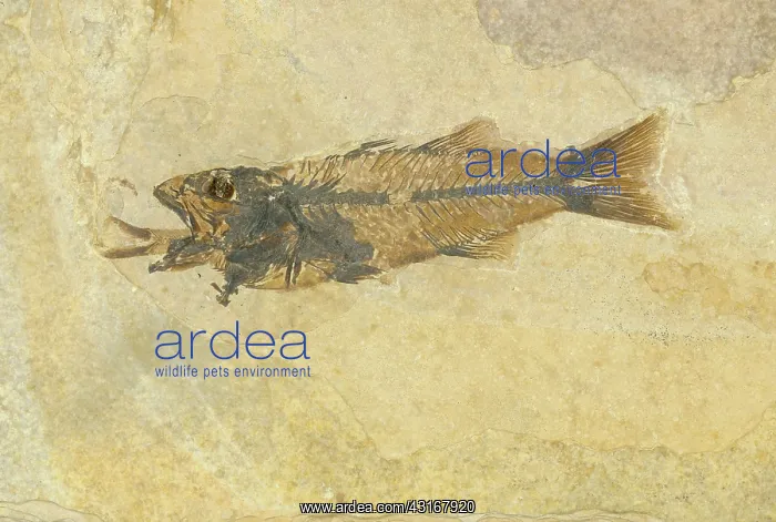 : Fossil of a Fish Swallowing Another Fish : Fossil of a Fish Swallowing Another Fish