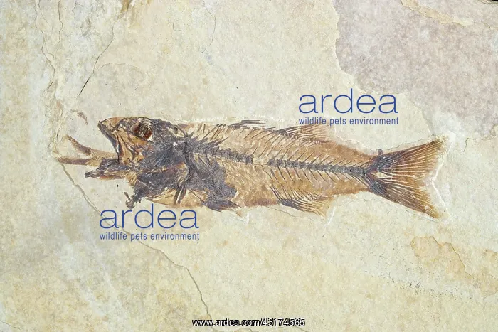  : Fossil of a Fish Swallowing Another Fish