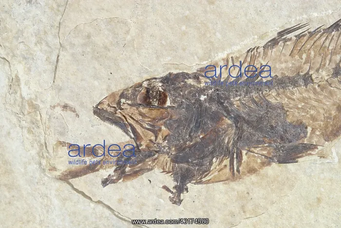 : Fossil of a Fish Swallowing Another Fish : Fossil of a Fish Swallowing Another Fish