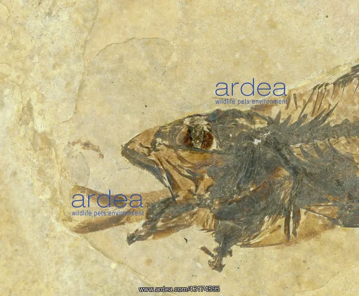  : Fossil of a Fish Swallowing Another Fish