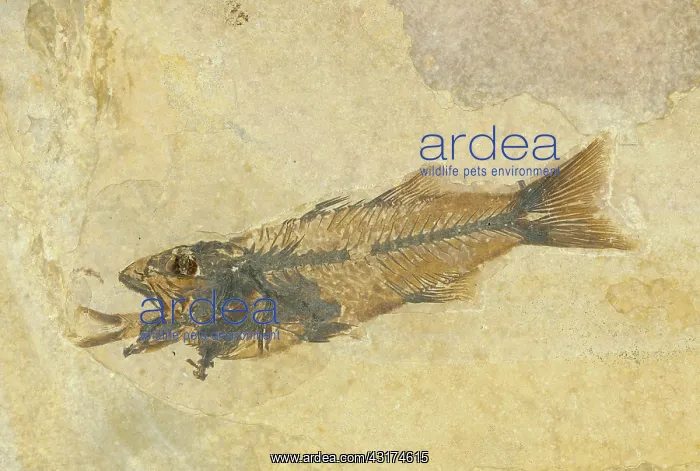 : Fossil of a Fish Swallowing Another Fish : Fossil of a Fish Swallowing Another Fish