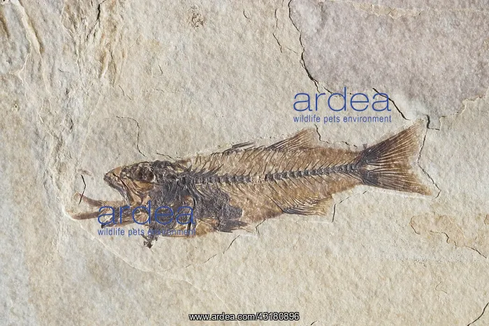 : Fossil of a Fish Swallowing Another Fish : Fossil of a Fish Swallowing Another Fish