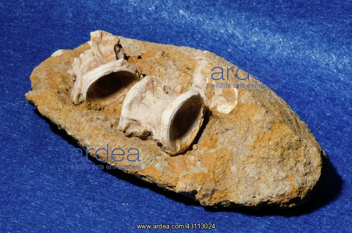 : Fossil Fish Vertebrae in Rock : Fossil Fish Vertebrae in Rock