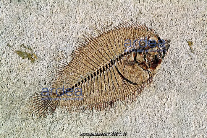 : Fossil flatfish : Fossil flatfish
