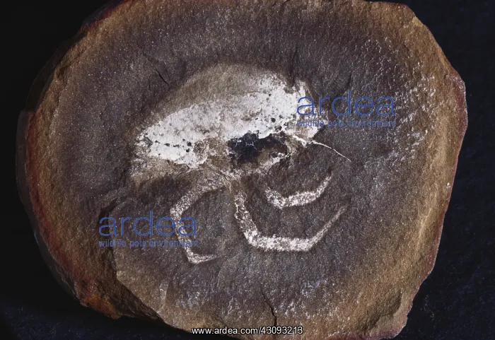 : Fossil ^Flea Shrimp^ : Fossil ^Flea Shrimp^