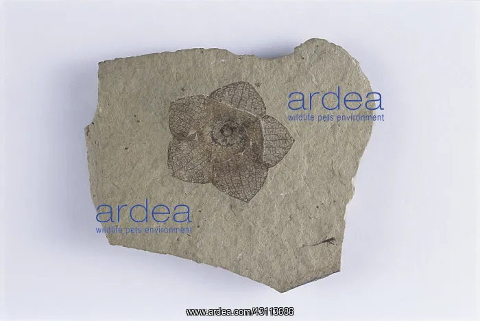 : Fossil Flower : Fossil Flower