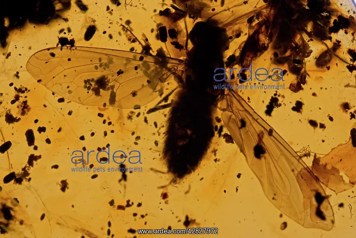 : Fossil fly in Amber - Dominican Republlic : Fossil fly in Amber - Dominican Republlic