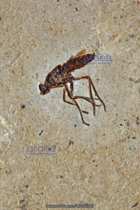 : Fossil Fly - Santana Formation - Brazil - Early : Fossil Fly - Santana Formation - Brazil - Early