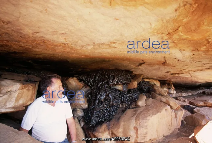: FOSSIL - Fossilised Rock Hyrax Excreta : FOSSIL - Fossilised Rock Hyrax Excreta