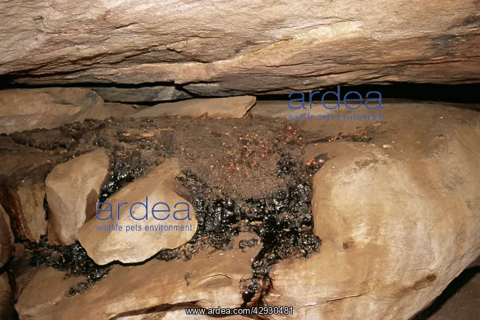 : FOSSIL - Fossilised Rock Hyrax Excreta : FOSSIL - Fossilised Rock Hyrax Excreta