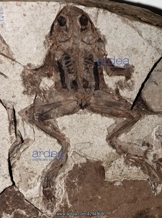 : Fossil Frog, Miocene epoch : Fossil Frog, Miocene epoch