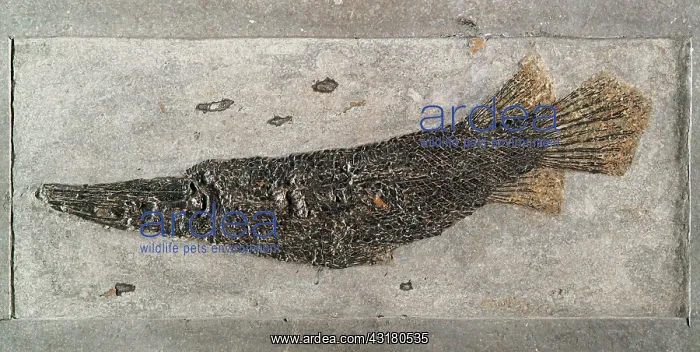 : Fossil Gar Fish : Fossil Gar Fish