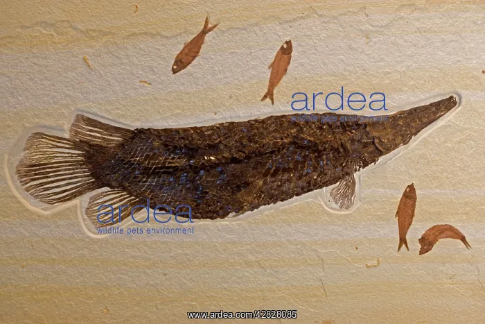 : Fossil Gar - with Knightia (smaller fish) : Fossil Gar - with Knightia (smaller fish)