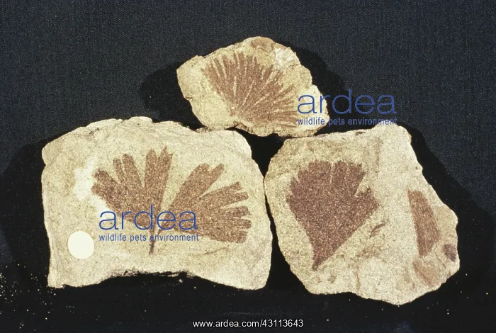  : Fossil Ginkgo Leaves