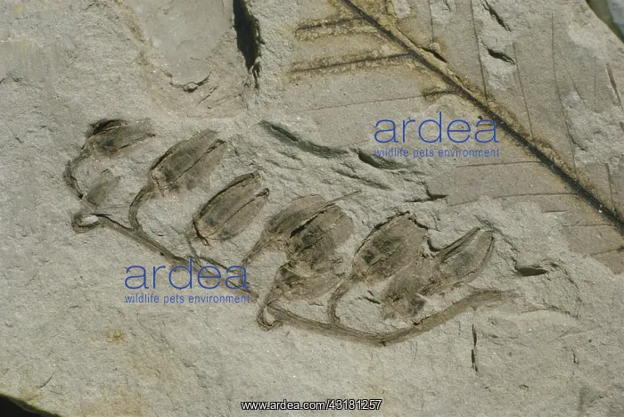 : Fossil Heather Flowers : Fossil Heather Flowers