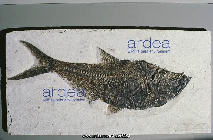 : Fossil Herring : Fossil Herring