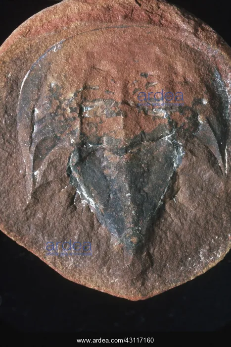 : Fossil Horseshoe Crab : Fossil Horseshoe Crab