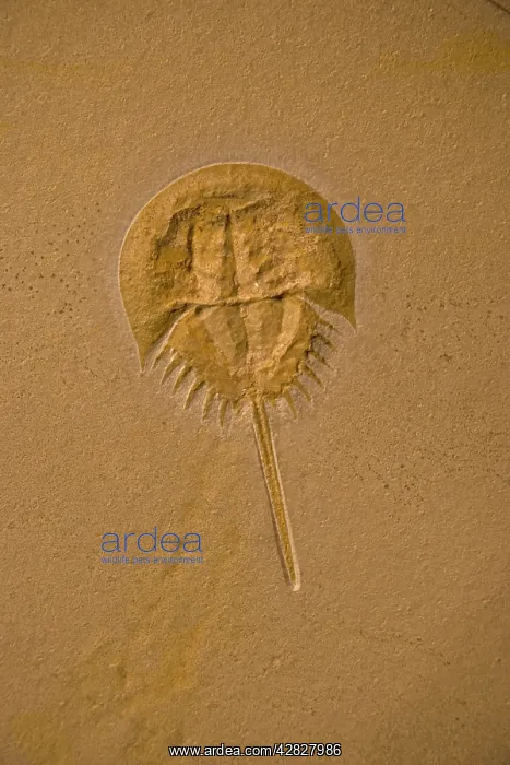 : Fossil horseshoe crab - (Limulus) : Fossil horseshoe crab - (Limulus)